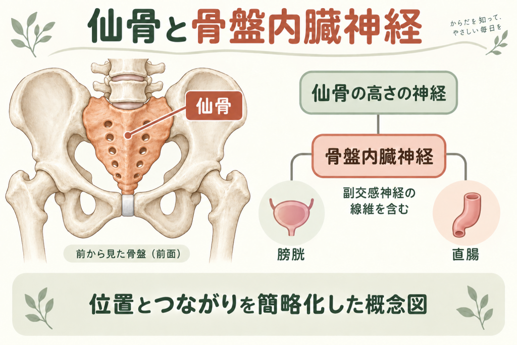 仙骨の位置と骨盤内臓神経、膀胱・直腸とのつながりを示した概念図